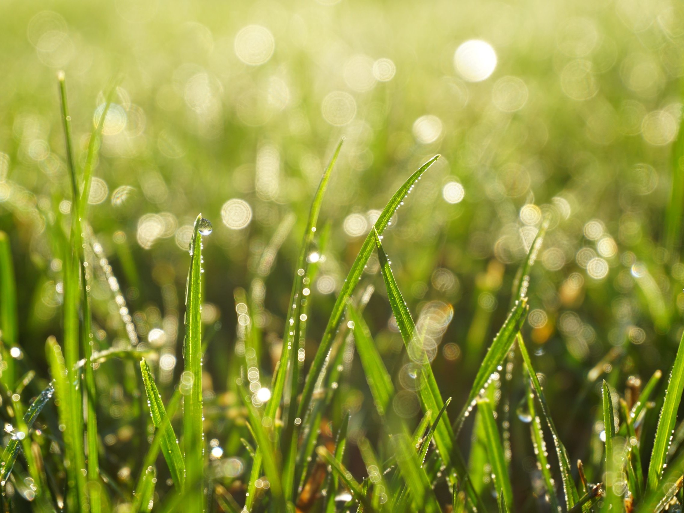 green grass with droplets on them